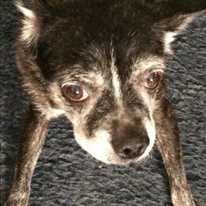 Meet your Posher, Clifford